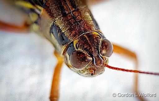 Grasshopper Closeup_P1170959-64.jpg - Photographed at Smiths Falls, Ontario, Canada.